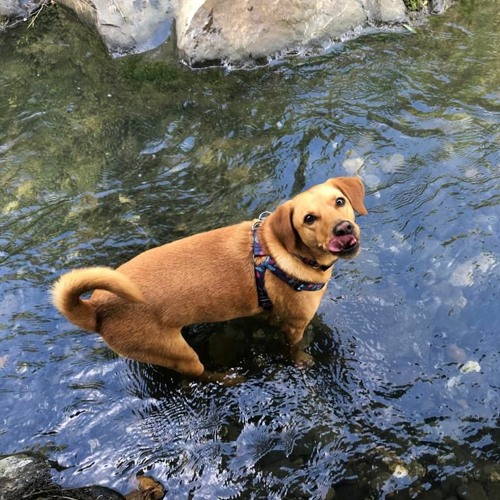 Stream Historia 1mascotas by lorena garcia carvajal Listen online