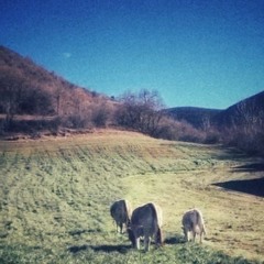 Sonido del cencerro de las vacas pastando en Los Pirineos