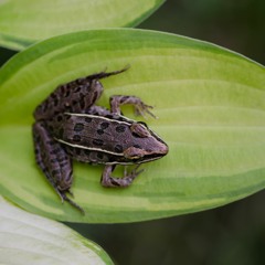 Frog Storm Dance