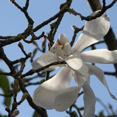 Marco Lucchi, Night Note & Jacques Lemaire - Spring has sprung