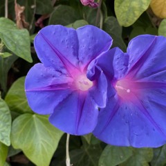 Tan Guapa - Oreja de Van Gogh