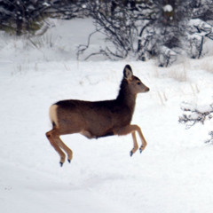 SPAM EL .. SPEC ILE!!! ACCEpT THE: