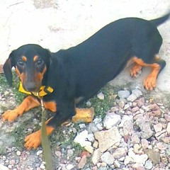 DJ_SMASH_NIVESTA_-_Pozvoni_mne_pozvoni_Ayur_Tsyrenov_rmxMv_2022_74749261.mp3