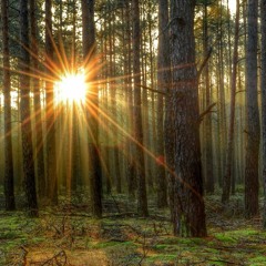 Morning In A Summer Wood 1