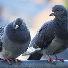 gorobці ремікс (prod chinivi)