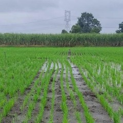 நேரடி நெல் சாகுபடியில்  வரப்பு பயிர் சாகுபடி குறித்த தகவல்