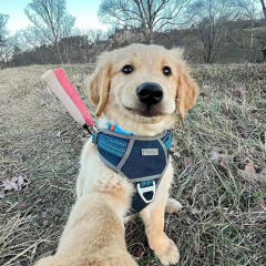 Trôi Phiêu Không Thấy Ngày Về  Full Track Thái Hoàng 2023