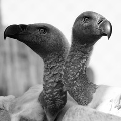 Sky Burial