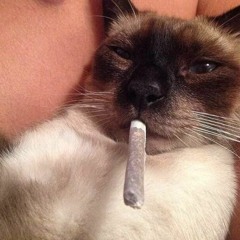 Meno Tody - Ao vivo na Resenha Firma é Forte (Participação MC Tikão)(MP3_160K).mp3