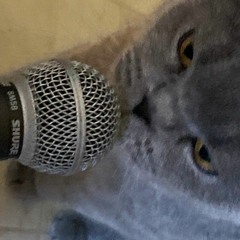 Brushing My Cat With a Shure SM58