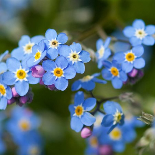 May Flowers