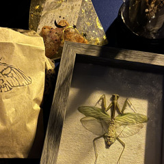 :3 Vida Mantis