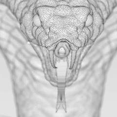 White Cobra [ Average Gypsy x Coka Cobra ]