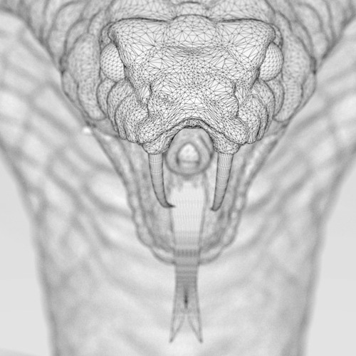 White Cobra [ Average Gypsy x Coka Cobra ]