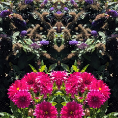 Les fleurs de Marc II