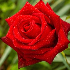 The Rose Of Our Heart