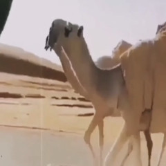 ⁨مرثيه في خزامه