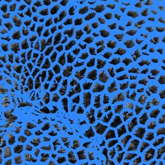 cellular breathing exploration