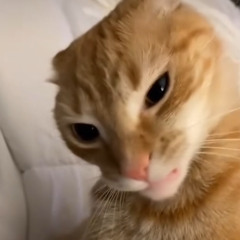 fuck the rap game.m4a