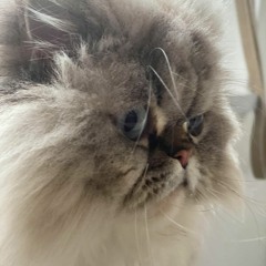 Mad Katz Mit Marcism Im Club Dihei