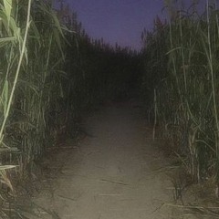 Cemeteries - Procession