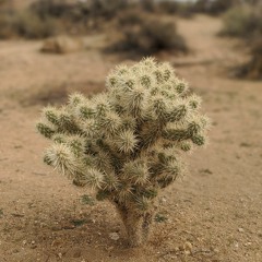 SKANKDITTO SOIRÉE EP 19