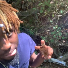 Bugs w lolifehex prod fairoh