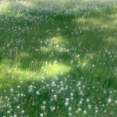 White clover (saeyxng)