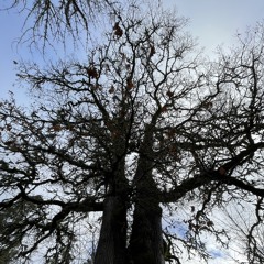 treeze