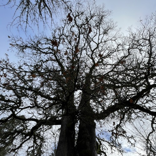 treeze