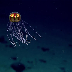 Jellyfish