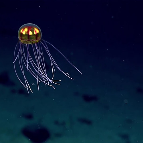 Jellyfish