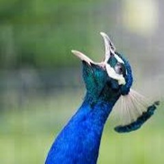 peacock.mp3