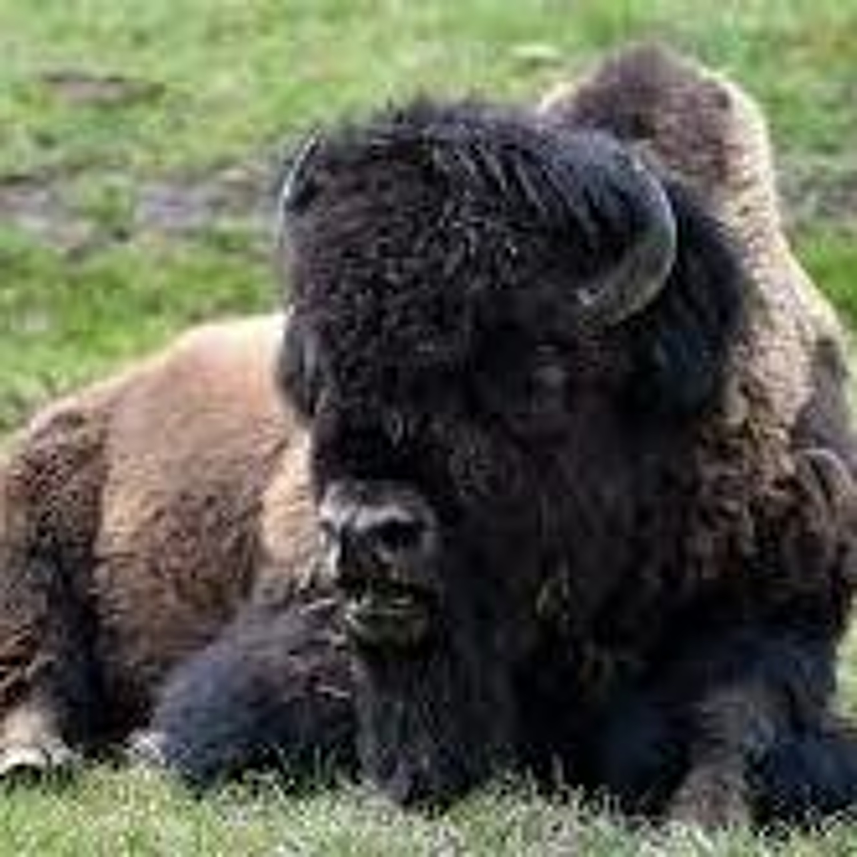 News Brief Dec. 8 | Electeds Discuss Behavioral Health, 900 Yellowstone Bison to be Removed episode artwork