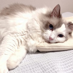 고양이의 마음이 궁금해서 만들어본 노래 (Meow-Heart Melody)