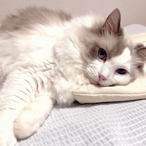 고양이의 마음이 궁금해서 만들어본 노래 (Meow-Heart Melody)