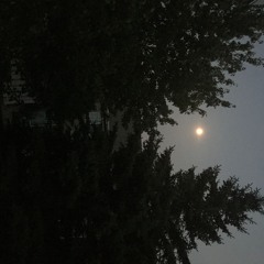 Fucking sausage rolls