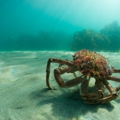 Centolo Weekender '24 (closing set)