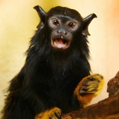 Joeys Theme (Sexual)