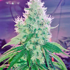 GREENTHUMB