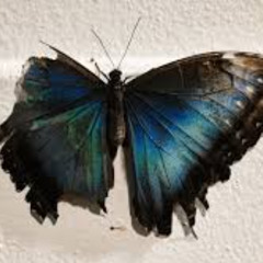 BROKEN WINGS