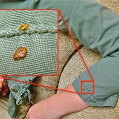 bedbug prod @miliante