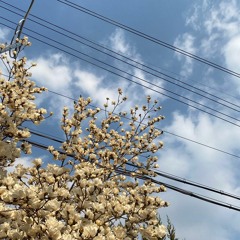 산책 Cover
