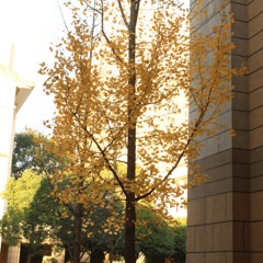 Ginkgo in Cold Wind