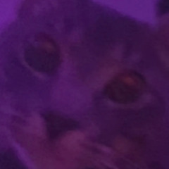 enemyaiko - internet currency: acoustic