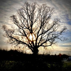 Daydreaming (Dark Dark Dark cover)