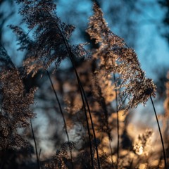 • Martin Nonstatic (Live) • City Forest | introspectiva