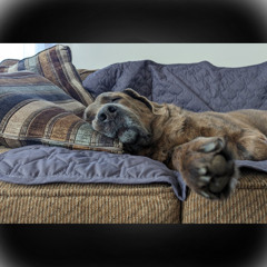 Poslednaja pesnja prod. swineantarctica