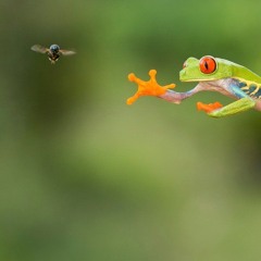 frog w/ @indigo64