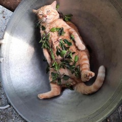 Eat Cats